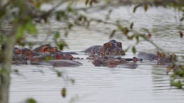 Κολομβία: «Εις θάνατον» οι ιπποπόταμοι του Εσκομπάρ