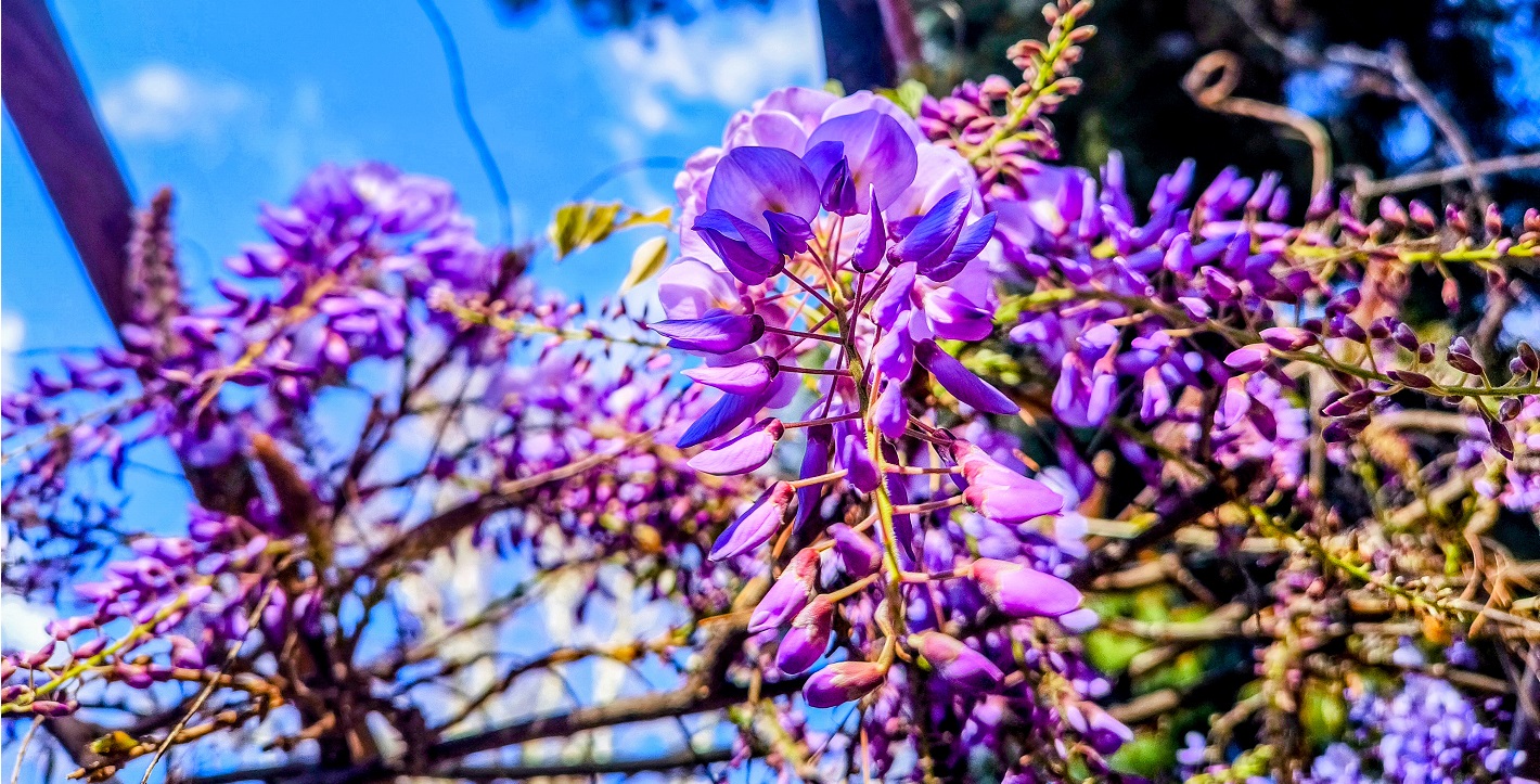 Ανθισμένη πασχαλιά