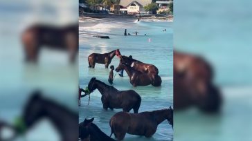 Μαγικές εικόνες από άλογα σε γνωστή παραλία στα Μπαρμπέιντος