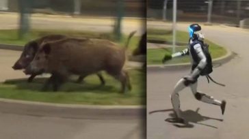 Ρομπότ εναντίον… αγριογούρουνων