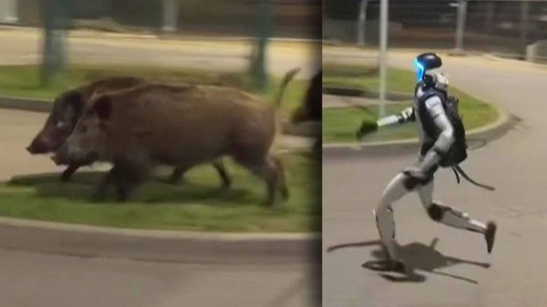 Ρομπότ εναντίον… αγριογούρουνων