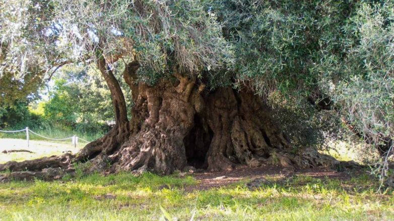 Σαρδηνία: Η αγριελιά S’Ozzastru «ζει» από την Εποχή του Χαλκού