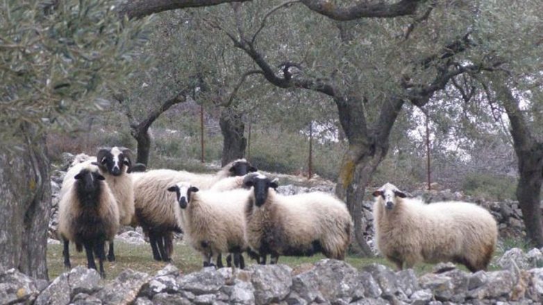 Λέσβος: 43 κρούσματα αφθώδους πυρετού σε 54 εκτροφές