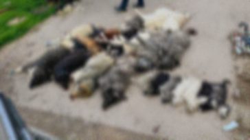 Χαλκιδική: Κτηνωδία με μαζική θανάτωση σκύλων