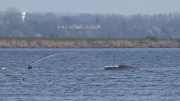 Συνεχίζονται οι προσπάθειες για τη διάσωση της φάλαινας «Τίμι»