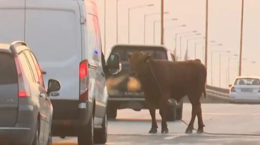 Αγελάδα έτρεχε ανεξέλεγκτη στην Εθνική Οδό