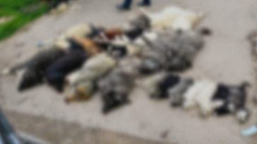 Χαλκιδική: Μαζική δηλητηρίαση σκύλων
