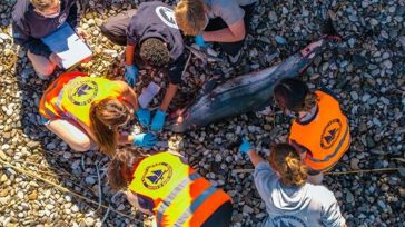 Νεκρό ζωνοδέλφινο εντοπίστηκε στις βόρειες ακτές της Σάμου