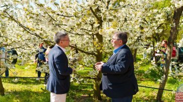 Γιορτή ανθισμένων κερασιών στην Πέλλα