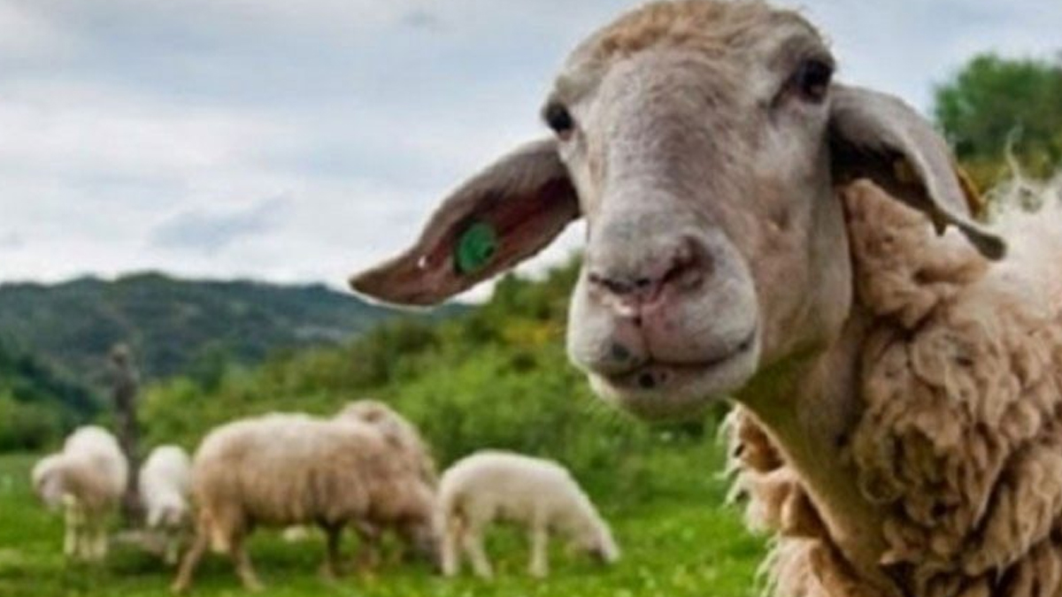 Γενικός Γραμματέας Αγροτικής Ανάπτυξης και Τροφίμων: «Οι θανατώσεις αιγοπροβάτων θα συνεχιστούν»