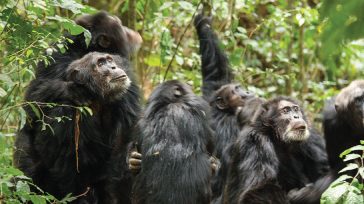 Οι χιμπατζήδες της Ουγκάντα σε «εμφύλια σύρραξη»