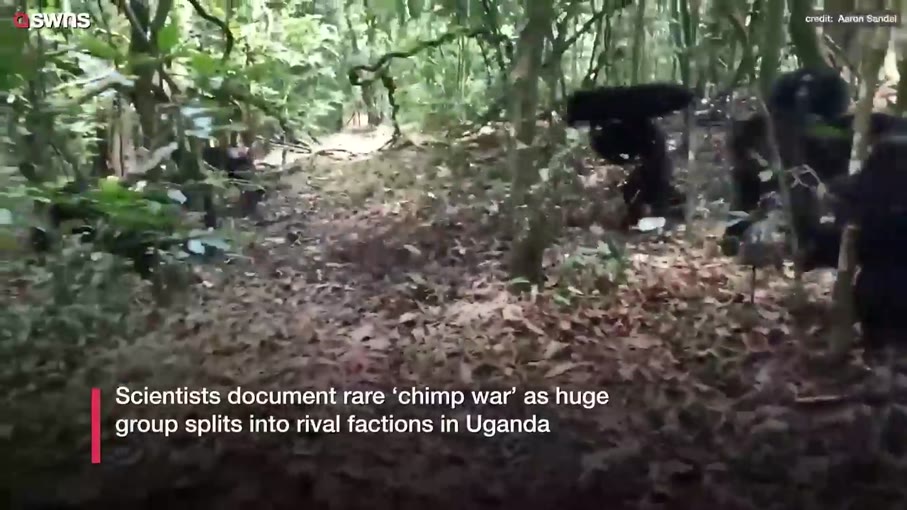 Οι χιμπατζήδες της Ουγκάντα σε «εμφύλια σύρραξη»