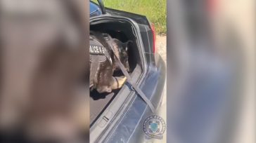 Βίντεο με αστυνομικό σκύλο να «μυρίζει» την κοκαΐνη