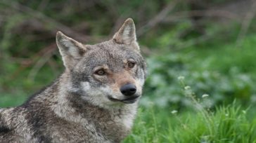 Ιταλία: Υποψίες των Αρχών για μαζική δηλητήριαση άγριων ζώων μετά τον θάνατο 18 λύκων σε εθνικό πάρκο