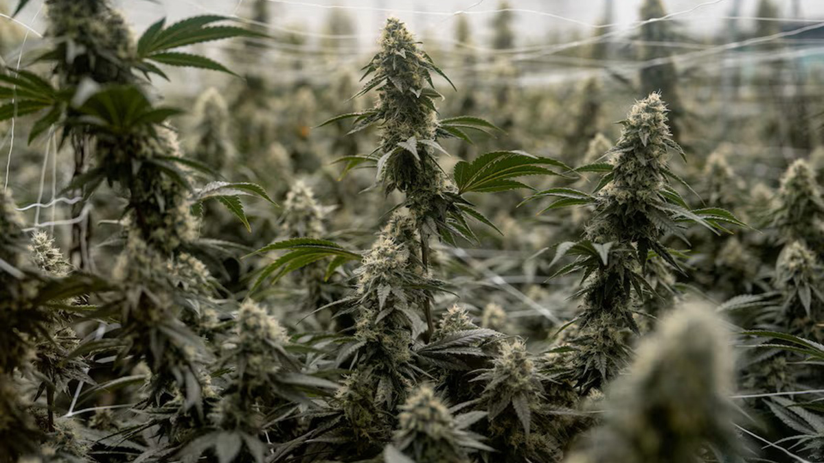 ΗΠΑ: Χαλαρώνουν οι νόμοι για τη μαριχουάνα