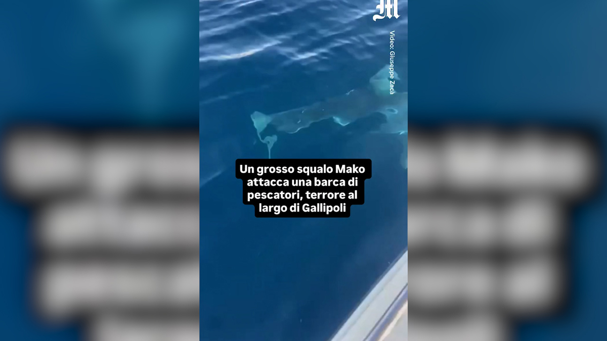 Καρχαρίας επιτέθηκε σε σκάφος ψαράδων