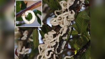 Η «Κυρία των Δαχτυλιδιών»: Το ιαπωνικό παράσιτο που μοιάζει με καλαμάρι γέμισε τα δέντρα της Ιταλίας