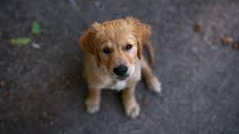 Θεσσαλονίκη: 50€ το κουτάβι: Συνελήφθη για παράνομη εμπορία ζώων