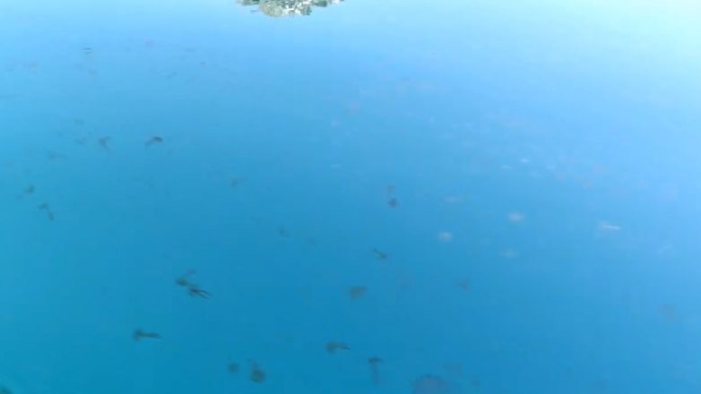 Εύβοια: Νέα εισβολή από μωβ μέδουσες στις παραλίες