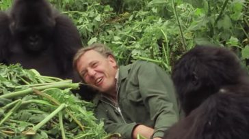 Η ξεχωριστή συνάντηση του φυσιοδίφη Ατένμπορο με γορίλες