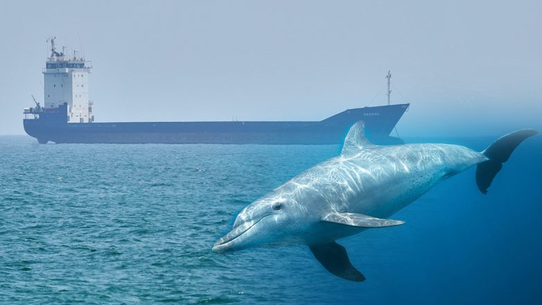 «Δελφίνια Καμικάζι»: Το μυστικό όπλο που φέρεται να επιστρατεύει το Ιράν κατά των ΗΠΑ