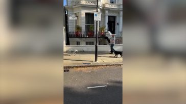 Τεχνητή νοημοσύνη: Πραγματικός σκύλος συναντά σκύλο-ρομπότ