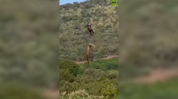 Κροκόδειλος κατασπάραξε άνδρα – Οι Αρχές τον απομάκρυναν από την όχθη