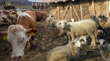 Λέσβος: 76 κρούσματα αφθώδους πυρετού σε 116 εκτροφές