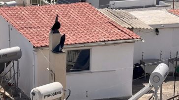 «Τα παιδιά 8 και 9 ετών φορούσαν πάνες»