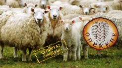 Ηράκλειο: 43χρονος με «δανεικά» πρόβατα  ζητούσε τα… ρέστα από τον ΟΠΕΚΕΠΕ