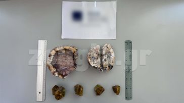Ζευγάρι Ολλανδών έκλεψε κομμάτια από το απολιθωμένο δάσος της Λέσβου