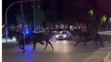 Ρώμη: Δεκάδες άλογα πανικοβλήθηκαν από βεγγαλικά και έτρεχαν σε κεντρικές λεωφόρους