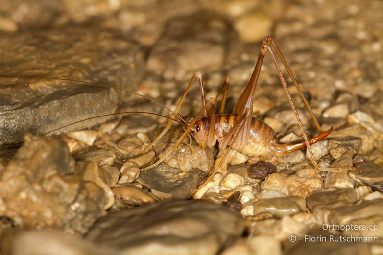 Το νέο είδος σπηλαιόβιου γρύλου Dolichopoda balrogi (Balrog) που ανακαλύφθηκε στο Καστελλόριζο