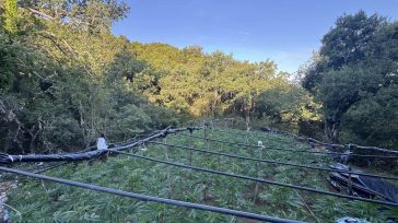 Καμένα Βούρλα: Εντοπίστηκε μεγάλη φυτεία με 1.383 δενδρύλλια κάνναβης
