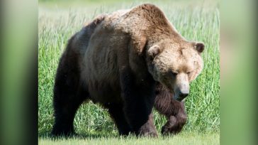 Κοζάνη: Μεγαλόσωμη αρκούδα εμφανίστηκε σε πλατεία