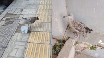 Νεαρά γλαράκια κυκλοφορούν στους δρόμους της Αθήνας