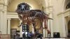 Σκελετός του T-Rex θα πωληθεί με ποσό-ρεκόρ σε δημοπρασία στη Νέα Υόρκη