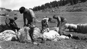 Θεσσαλονίκη: Στα μονοπάτια της ποιμενικής ζωής του ’50 μέσα από το άγνωστο αρχείο του Χαράλαμπου Αραβαντινού
