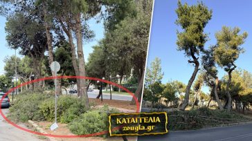 Ρήμαξαν… τα πεύκα στη Γλυφάδα