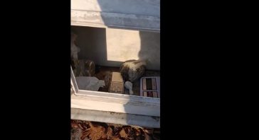 Θεσσαλονίκη: 36χρονος έκρυβε ναρκωτικά σε μνήμα συγγενή του