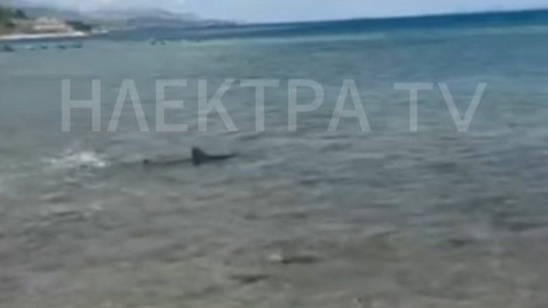 Μικρός καρχαρίας έκανε… μπάνιο στις Κεχριές Κορινθίας Μικρός καρχαρίας έκανε… μπάνιο στις Κεχριές Κορινθίας