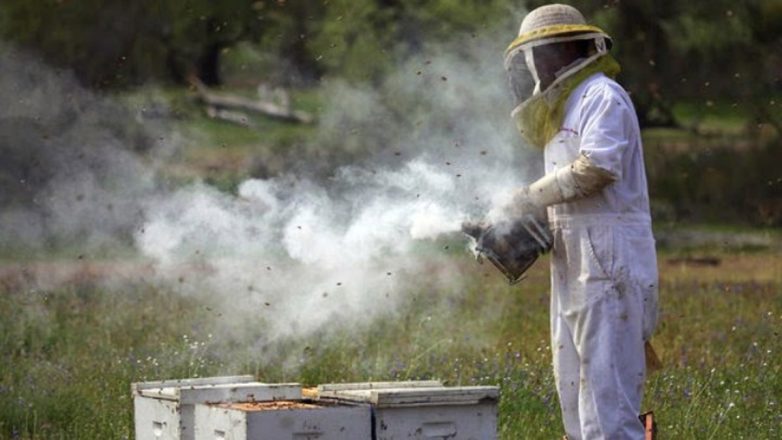 Ρόδος: Χειροπέδες σε 71χρονο μελισσοκόμο για χρήση καπνιστηρίου στο δάσος Ρόδος: Χειροπέδες σε 71χρονο μελισσοκόμο για χρήση καπνιστηρίου στο δάσος