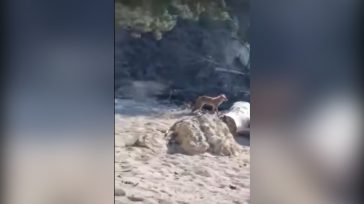 Σύβοτα: Αλεπού έκανε την εμφάνισή της στην παραλία «Πισίνα»