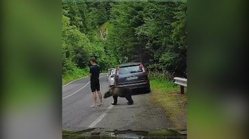 «Scroll» μέχρι τελικής πτώσης: Κοιτούσε το κινητό και δεν είδε την αρκούδα
