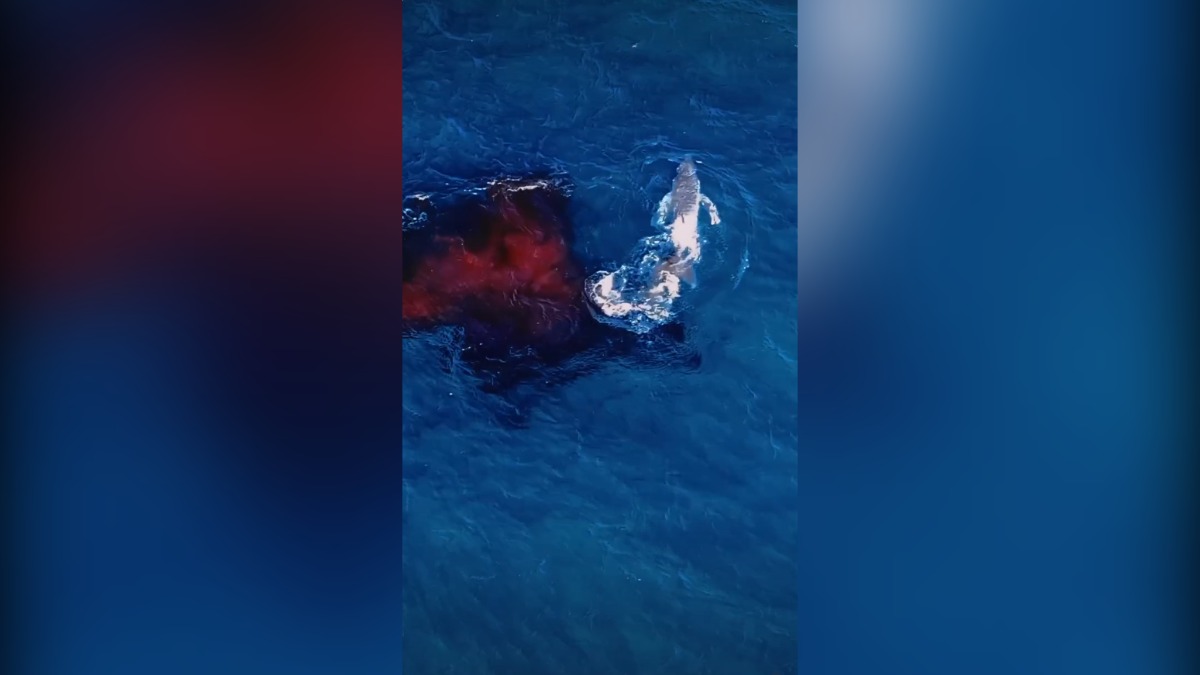 Drone καταγράφει για πρώτη φορά τη γέννηση μεγάπτερης φάλαινας