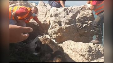 Διασώστες εθελοντές σώζουν ζώα από τις πυρκαγιές σε Πόρτο Γερμενό και Μέγαρα