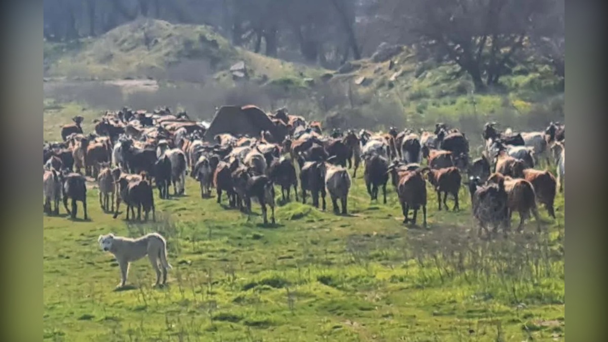 Σέρρες: Τέσσερα νέα κρούσματα ευλογιάς