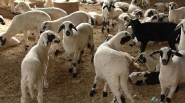 Κρήτη: Ούτε ένα πρόβατο δεν βρέθηκε στο μαντρί κτηνοτρόφου κατά τον έλεγχο – Είχε δηλώσει 212 ζώα