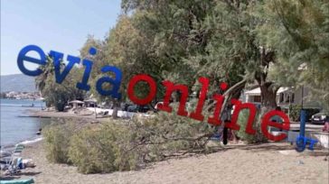 Εύβοια: Έπεσε δέντρο σε παραλία – Από θαύμα σώθηκε οικογένεια