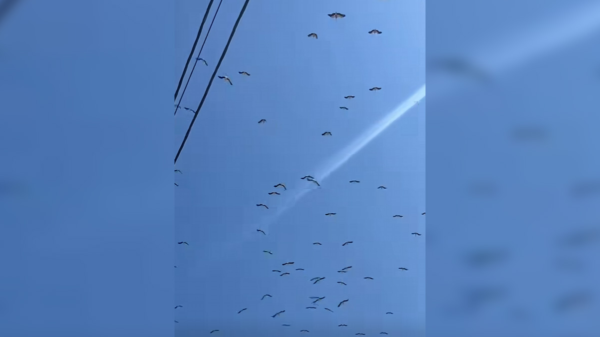 Σμήνος πελαργών περνά από τα Λεγραινά κατά τη μετανάστευσή του